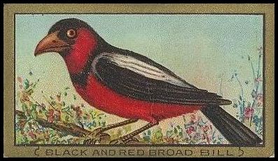 55 Black and Red Broadbill